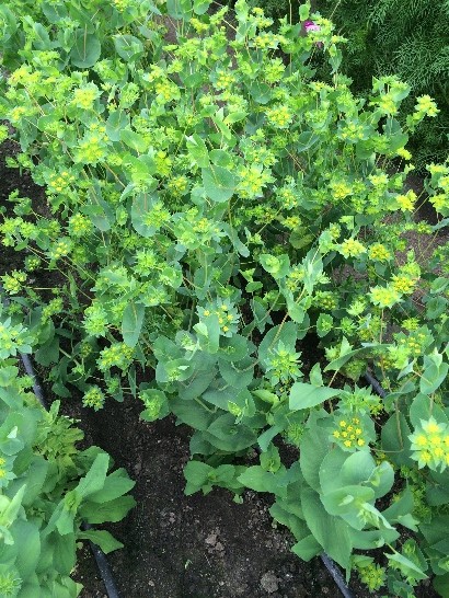 a close-up of some plants